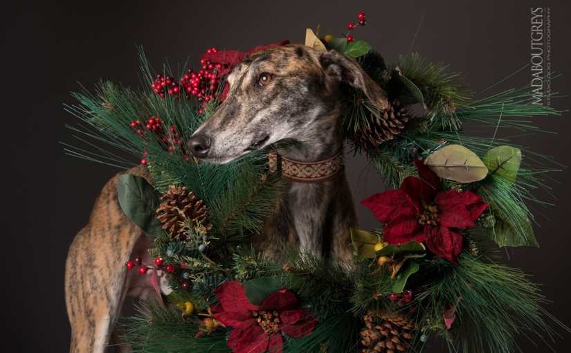 Kerry Greyhounds UK – madaboutgreys Studio Dog Photography