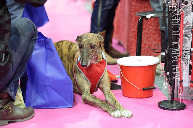 Discover Dogs 2014