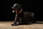 Hertforshire photoshoots for dogs