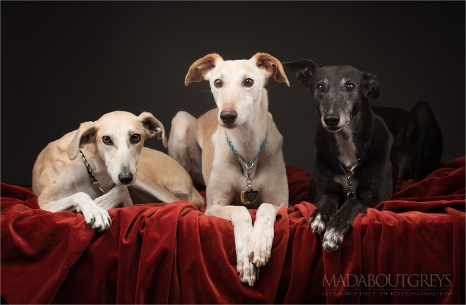 Recommendations from the madaboutgreys hounds