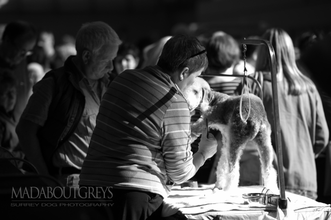 Crufts 2016 hounds and terriers