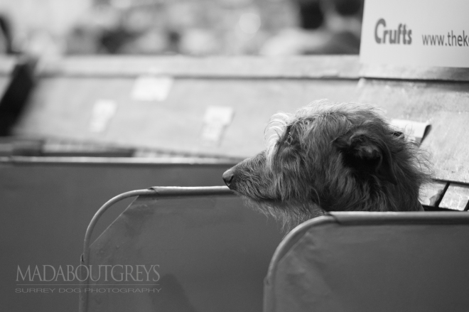 Crufts 2016 hounds and terriers
