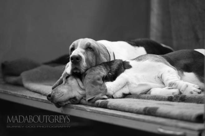 Basset hounds at Crufts 2016