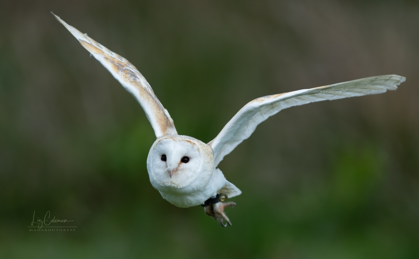 OWLS IN FLIGHT | A day at the British Wildlife Centre